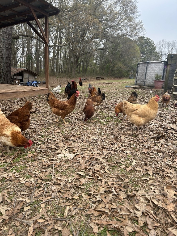 BYM Large Fowl Dozen Hatching Eggs