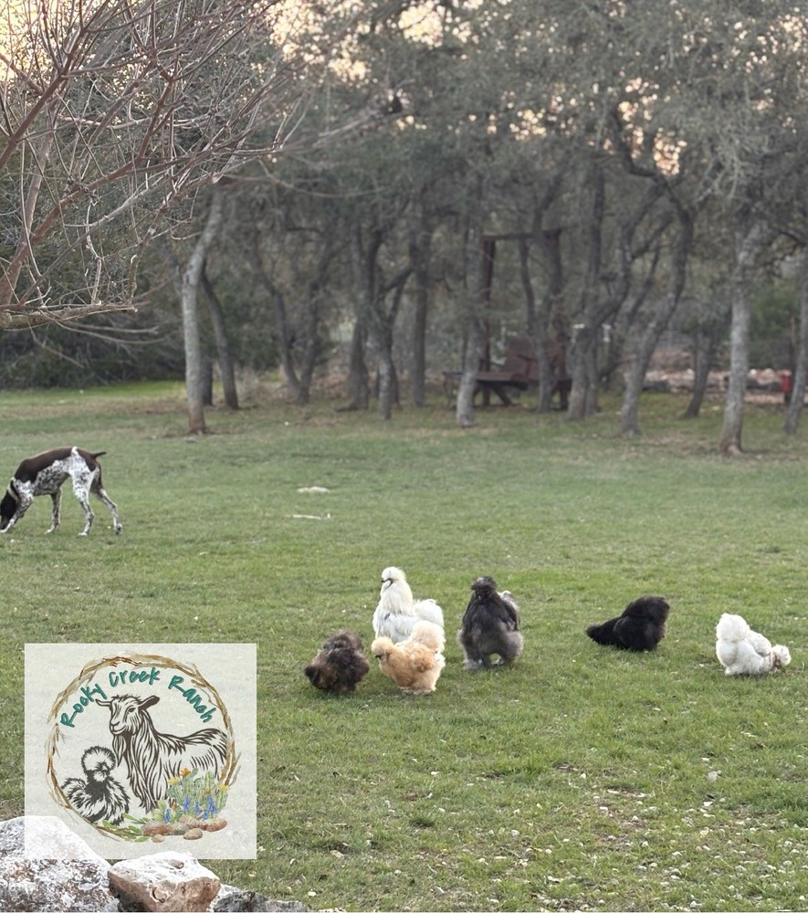 Silkie Hatching Eggs {6+}