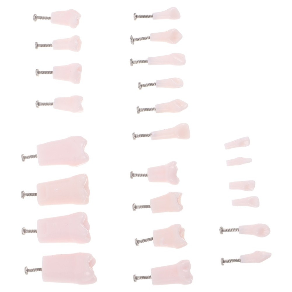 24 Pcs Artificial Teeth Dental Teaching Supplies Removable Typodont Model
