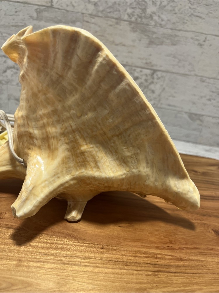 Vintage Polished Conch Shell Sea Shell Lighted Mantle Table Clock - Works - EUC