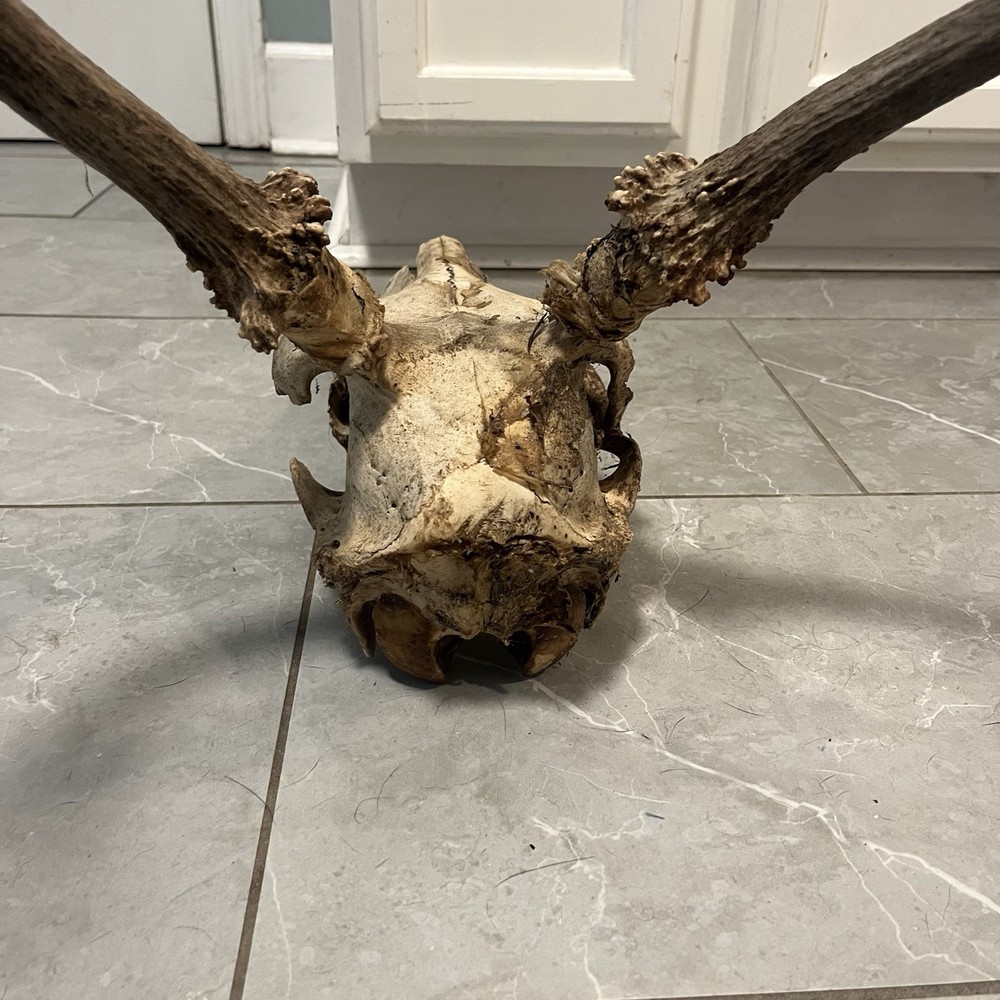Genuine Weathered Elk Antlers/Mount- Rustic Decor