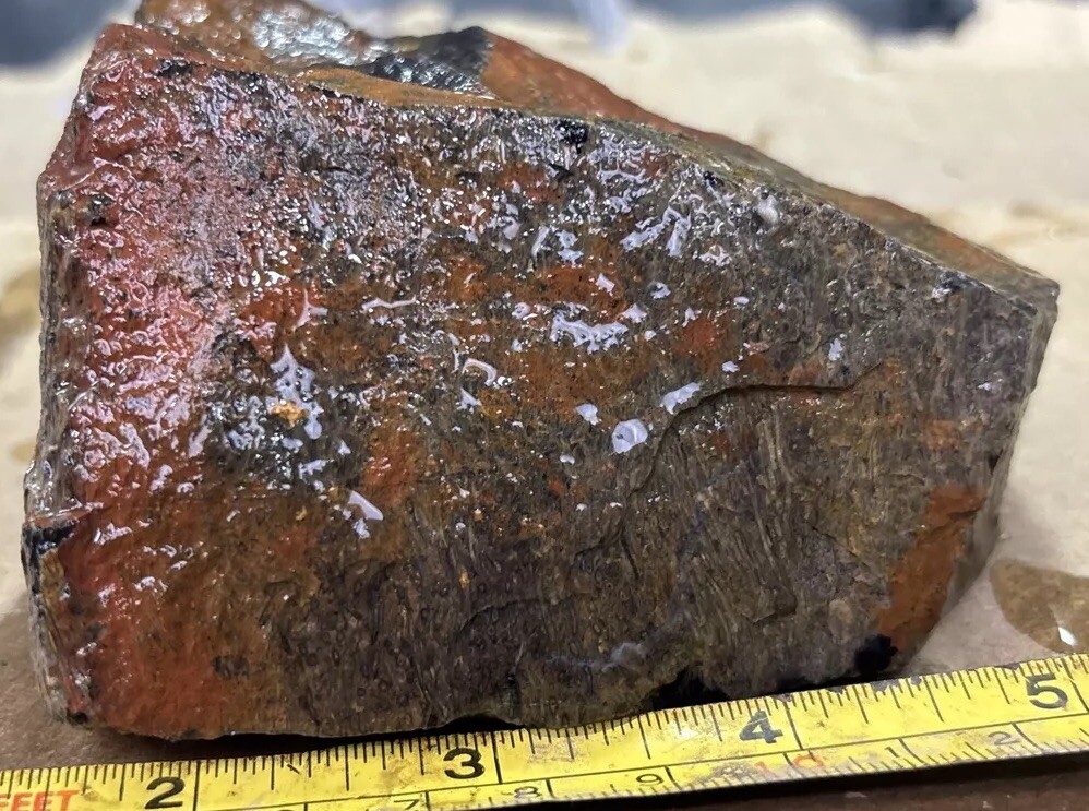 Tempskya petrified Palmwood
