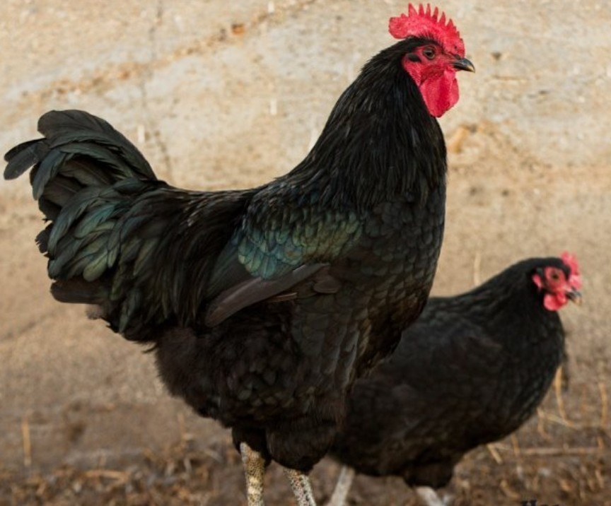 6 Jersey Giant Hatching Eggs