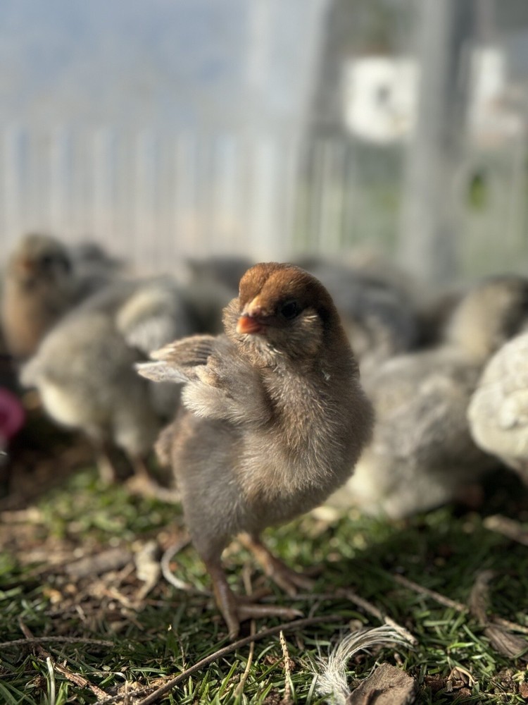 6+ Organically Raised Fertile Easter Egger Chicken Hatching Eggs