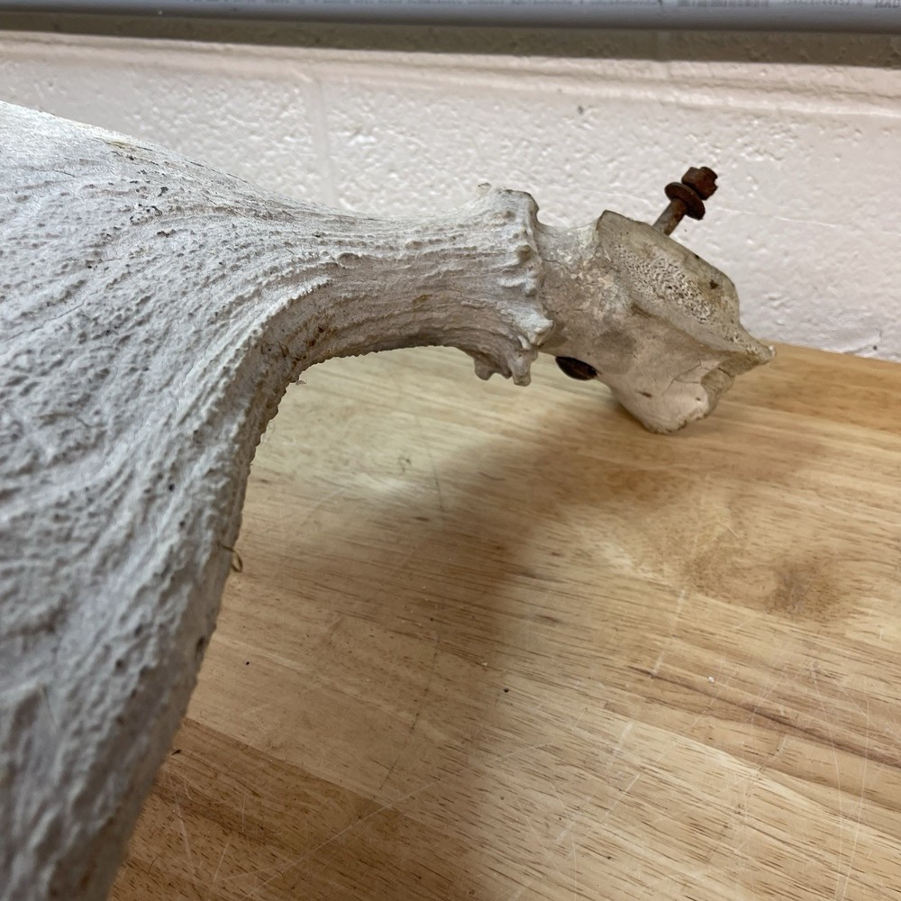 Genuine Moose Antler 30” & 6.95lbs