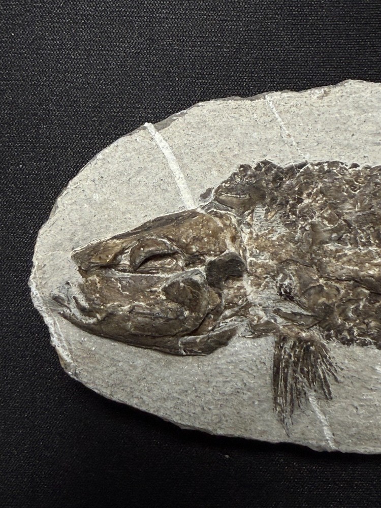 fossil fish ，perleidus, Jurong China