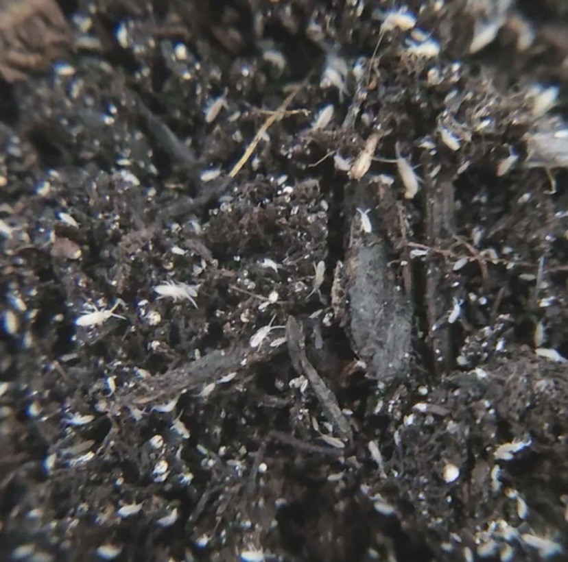 100+ White Springtail Starter Culture