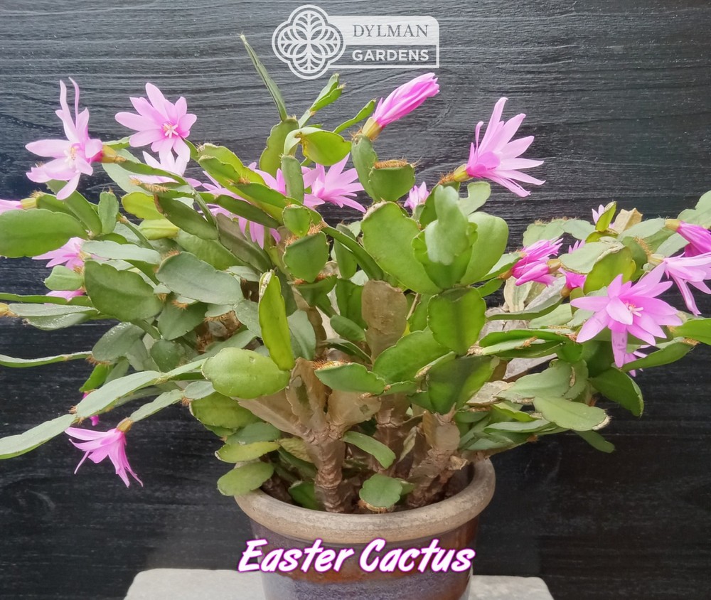 Easter Cactus (Rhipsalidopsis x graeseri) Whitsun Cactus - Multiple Sizes