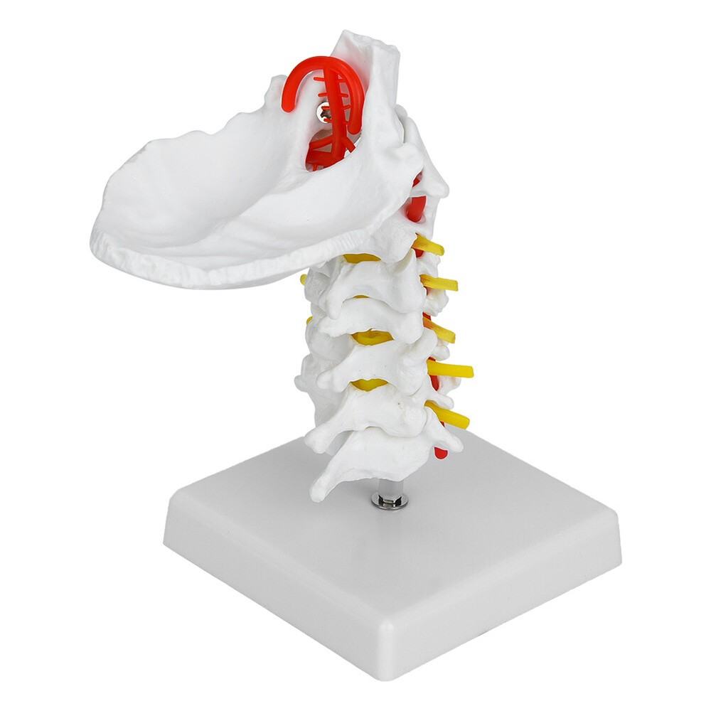 1:1 Human Cervical Arteria Spine Spinal Anatomical Model