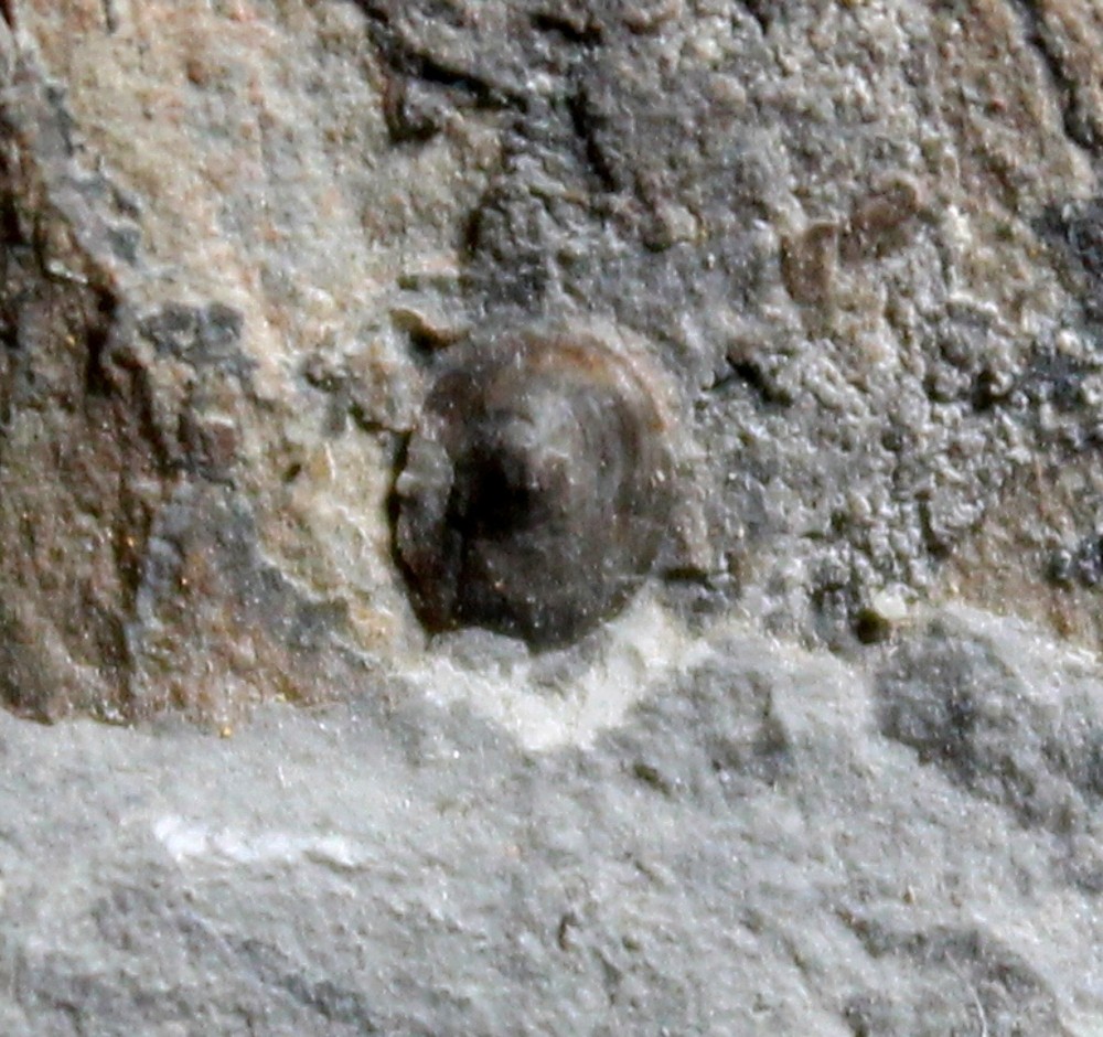 Rare small Devonian inarticulate brachiopod