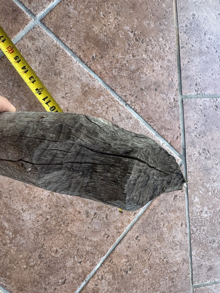 Beaver Stick Chewed Visible Teeth Marks