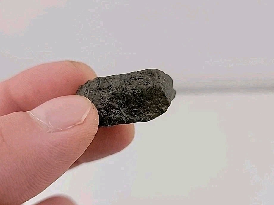 Fossil Dinosaur Permineralized Tooth T-rex 🦖