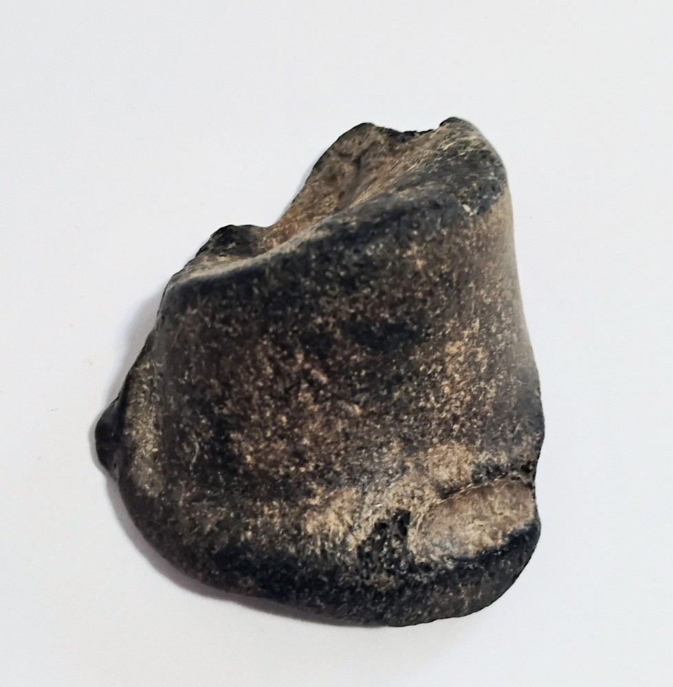 6 Petrified Fossil Bones