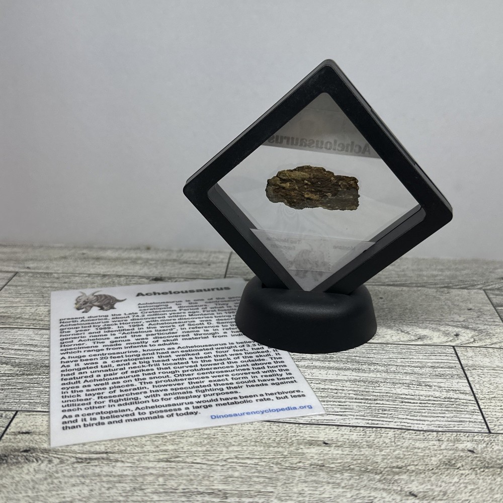 Achelousaurus Extinct Ceratops Dinosaur Bone Fossil in Display Case