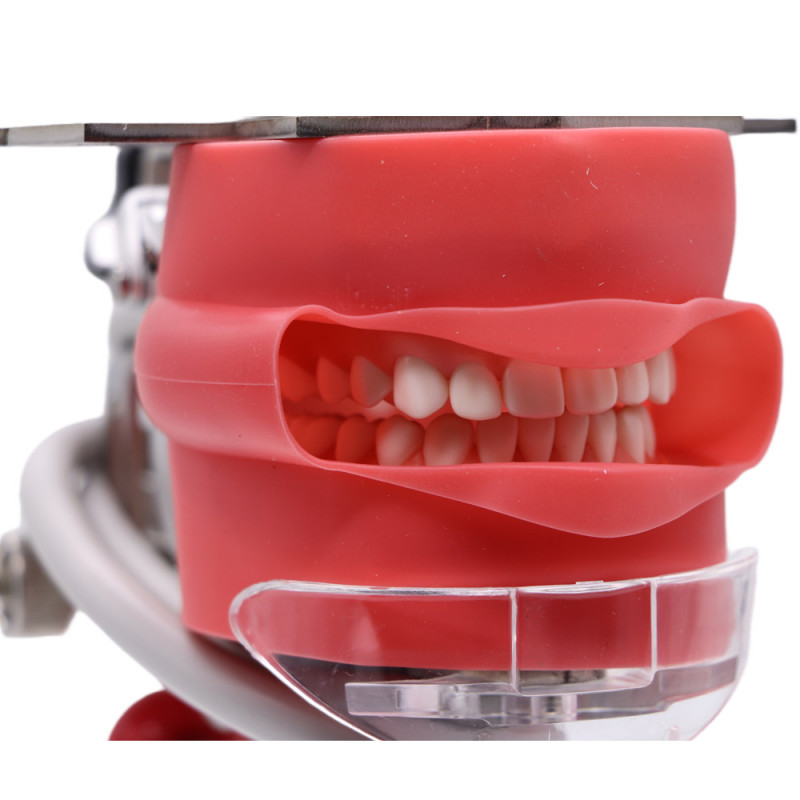 US Dental Simulator Mannequin Head Teeth Model Teaching Practicing Head Mold/