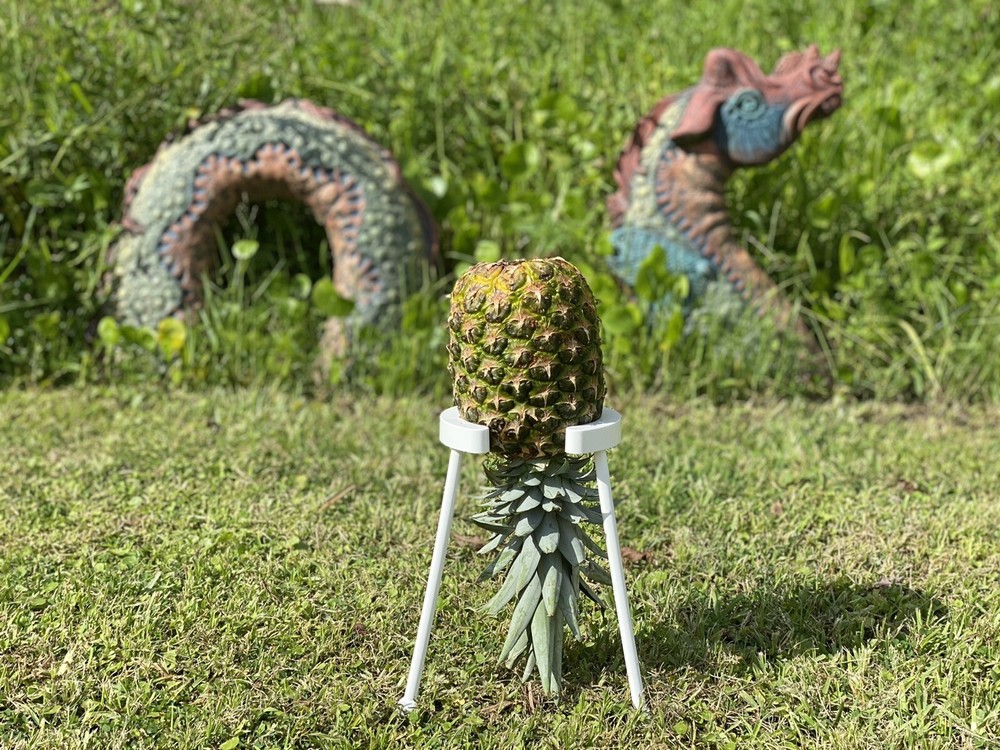 Pineapple ripening stand! (Black)