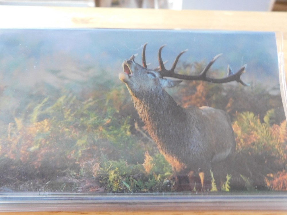 Elk #2 vinyl Checkbook cover