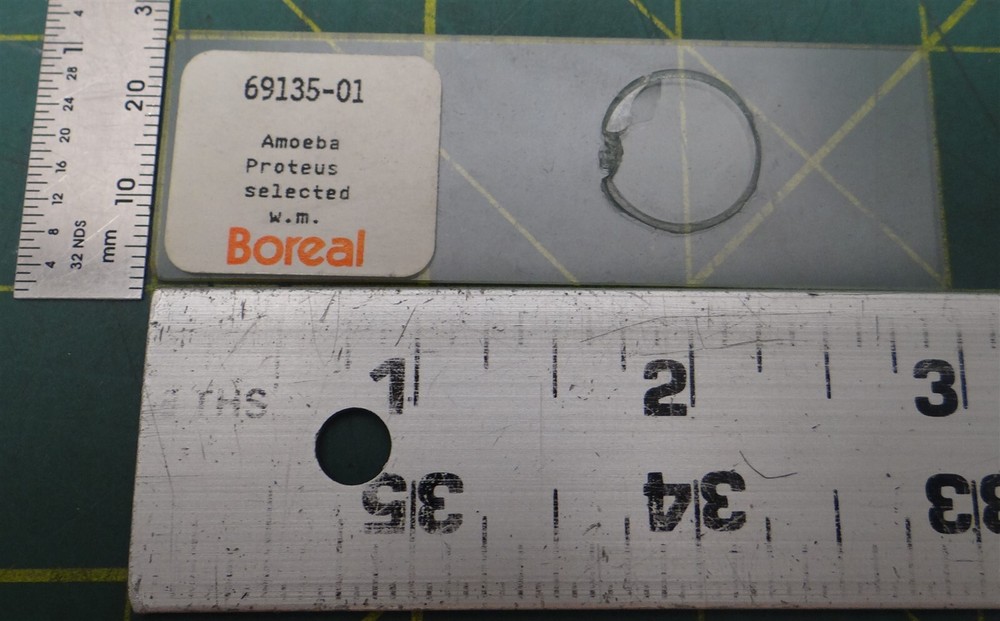 (19 Pack) Misc. Brands Ameoba Proteus Prepared Microscope Slides in Storage Box
