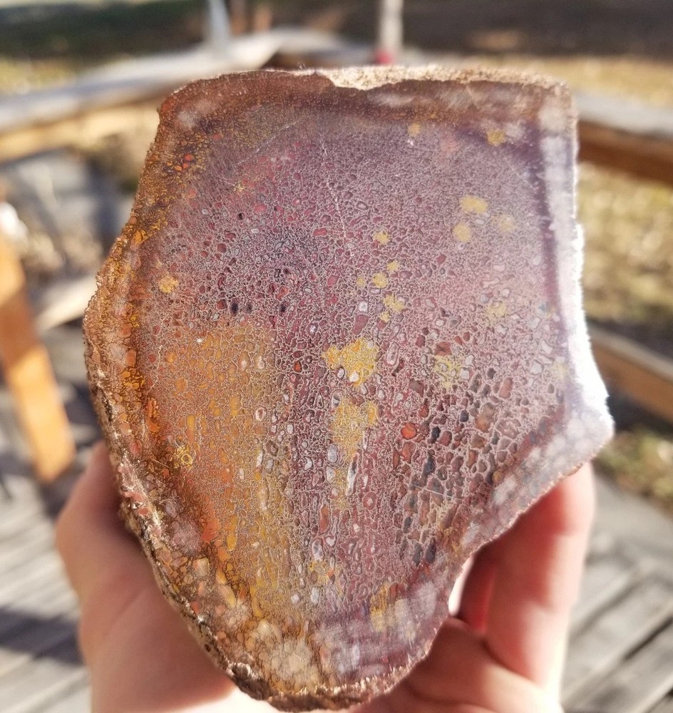 Great 8.75Lb Multi Color Agatized Dinosaur Gem Bone Polished Specimen Display