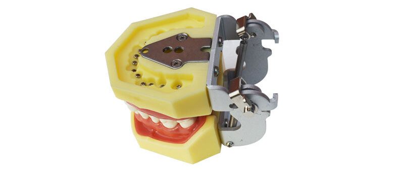 Teeth Model for Education Model Teach Model Lab Supply Study Nurse Training Disp