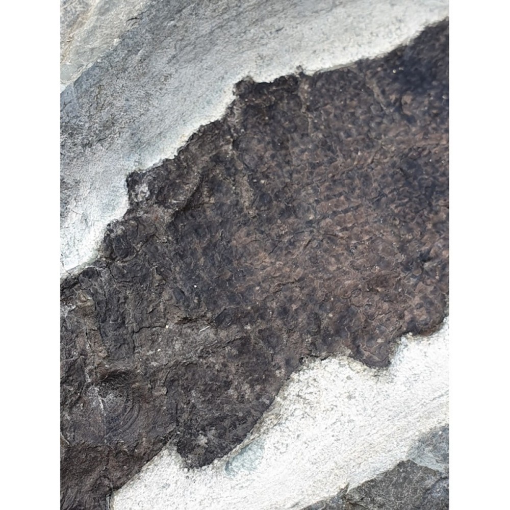 fish fossils Scaumenacia curta devonian fish canada rare