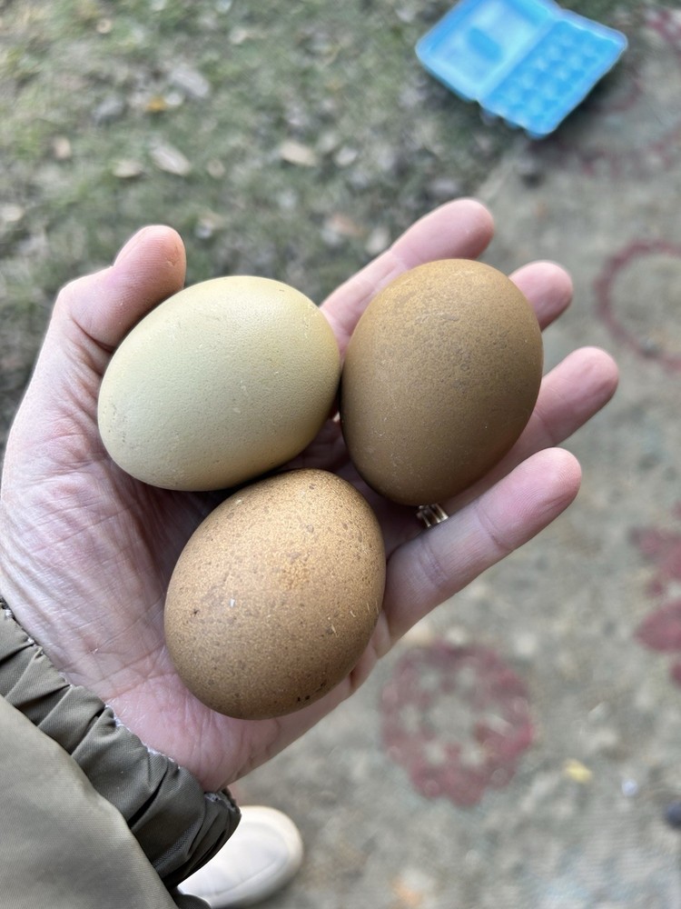 Olive Egger Hatching Eggs 1 Dozen + extras Chicken Eggs