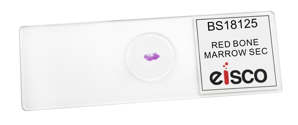 25PK Red Bone Marrow Section, Prepared Microscope Slides, 75x25mm - Eisco Labs