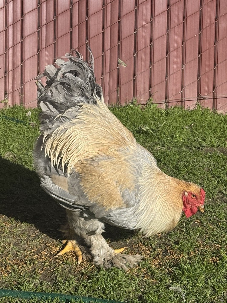 Isabella Brahma Hatching Eggs 6 Eggs