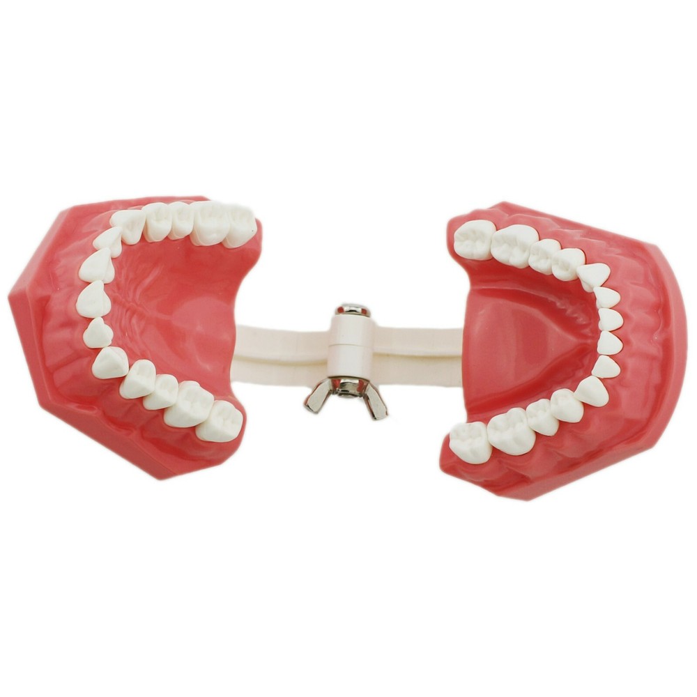 Dental 1:1 Model Brushing Flossing Practice Teeth Typodont Model Teach Study