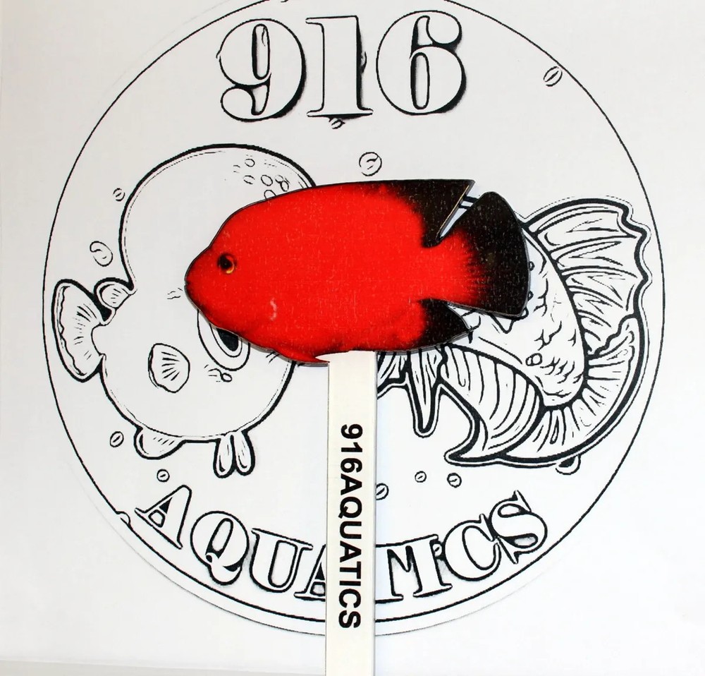 Red Parrot Grooming Stick Approximately 6"