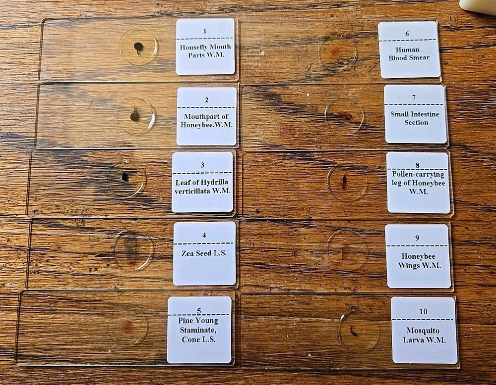 Microscope Slices - 10 Prepared, 4 Blank