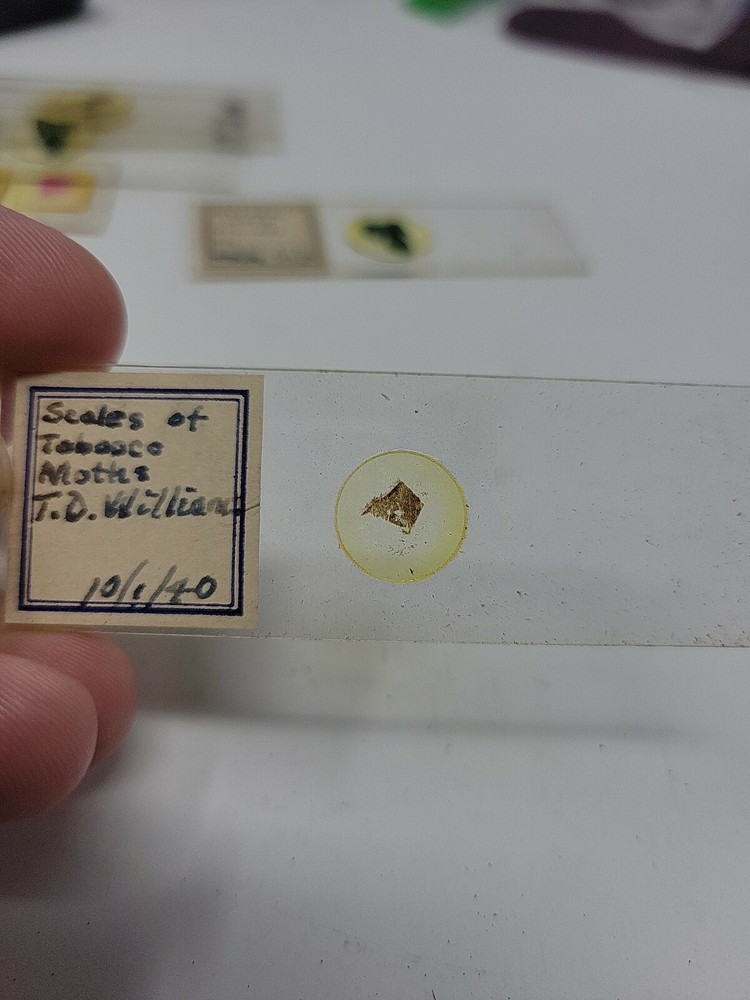 Vintage Microscope Slide 1940