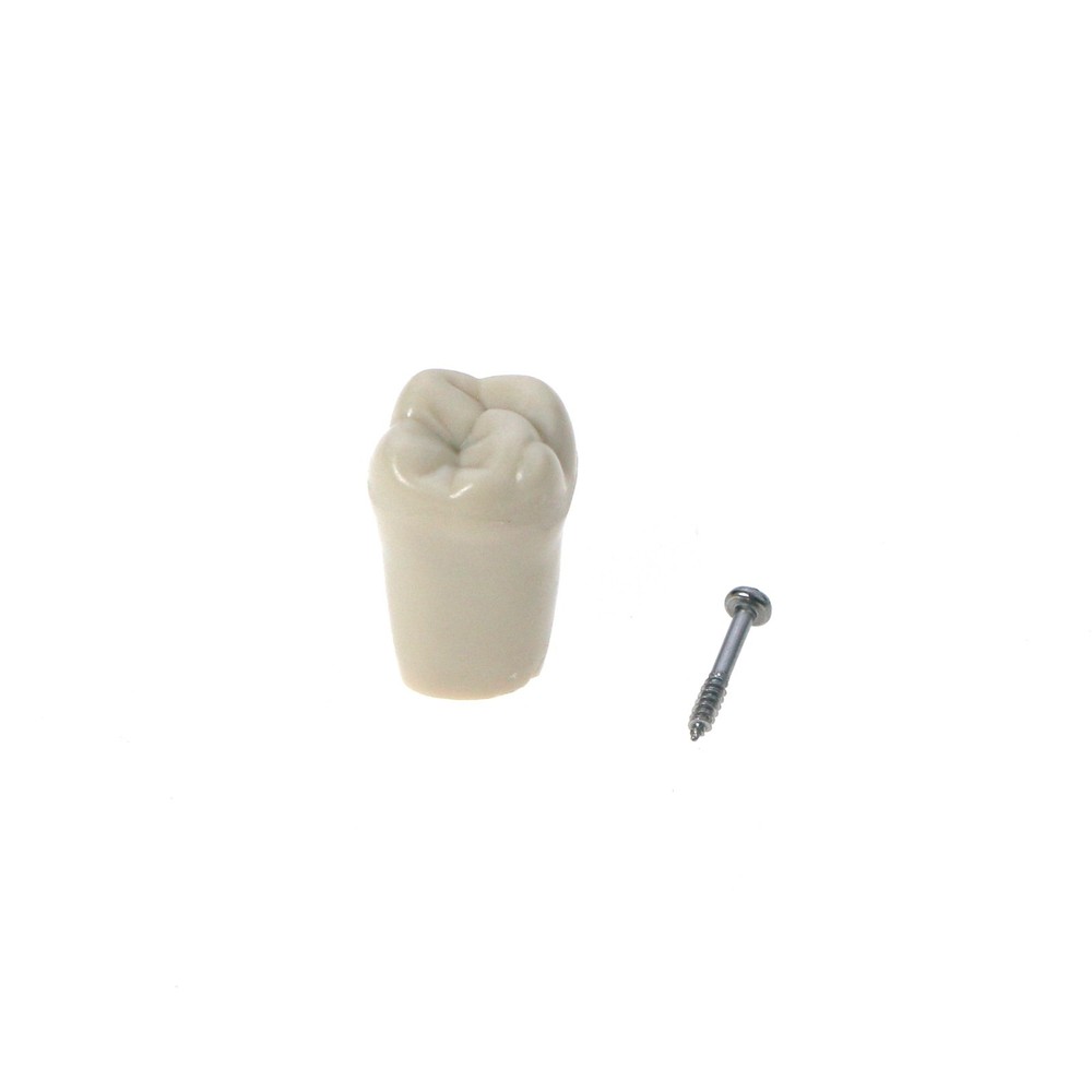 US Columbia Dentoform Dental 860 Type Typodont Model with 32Pcs Removable Teeth