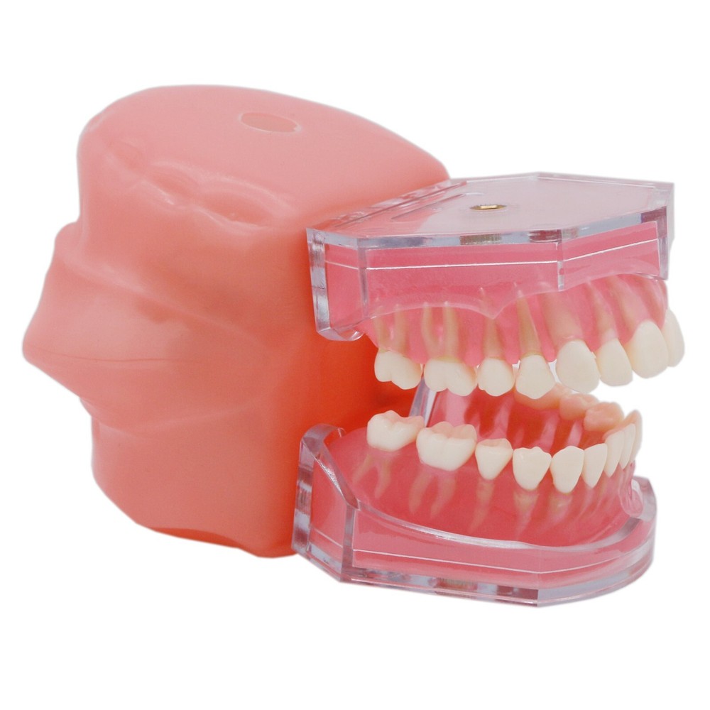 Dental Typodont Practice Standard Implant Teeth Model Removable Teeth and Cheek
