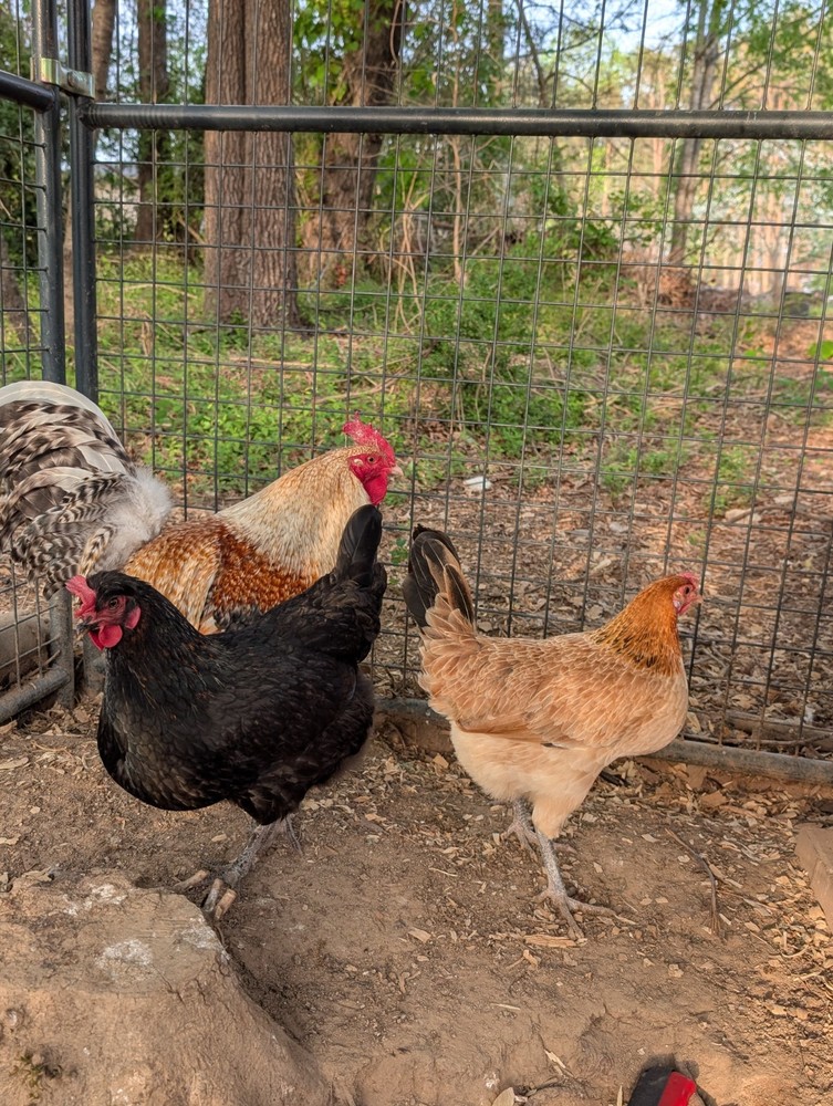 Assorted Chicken Hatching Eggs, Mixed Color, Rainbow basket eggs .