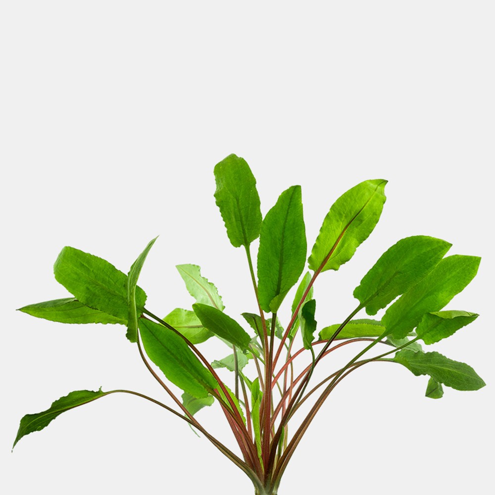 Cryptocoryne Wendtii Green Bare Root