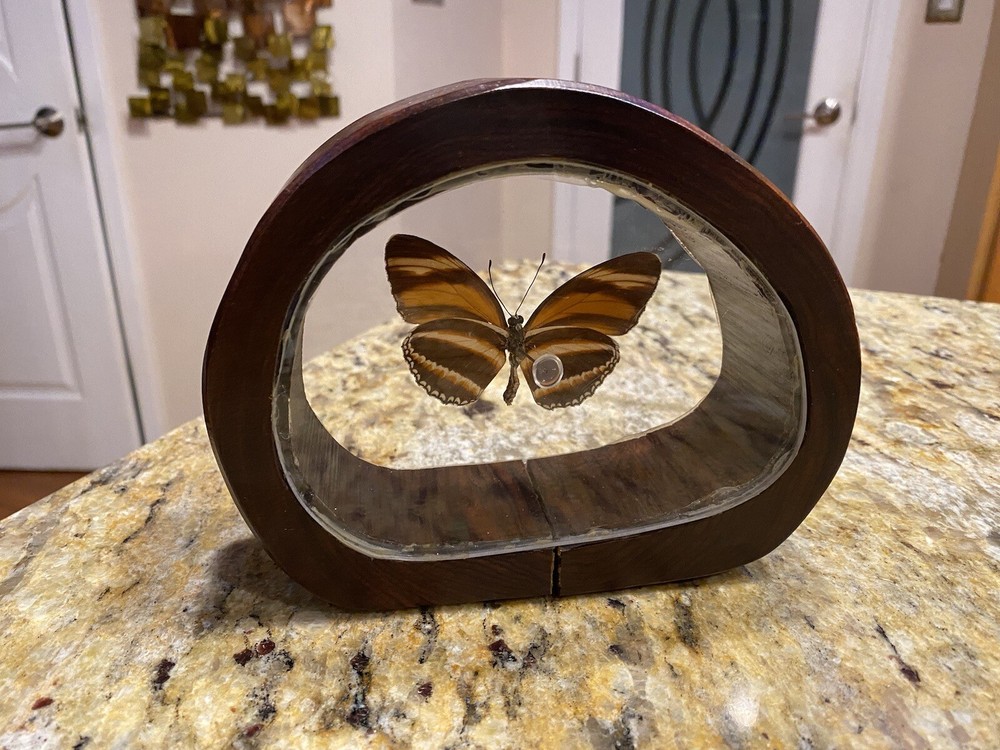 Interesting Butterfly Stand Up Framed Shadow Box Display South America Bosque