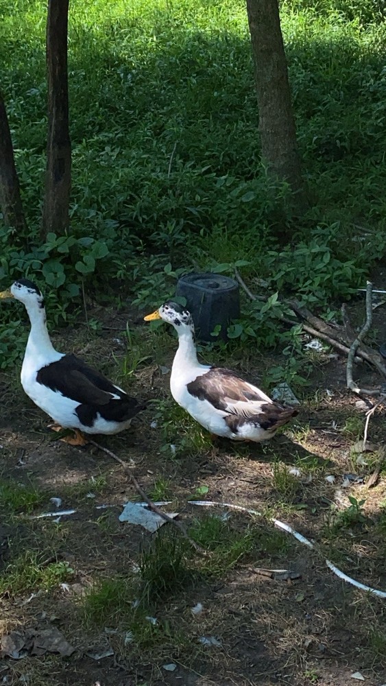 ancona duck eggs, Dozen