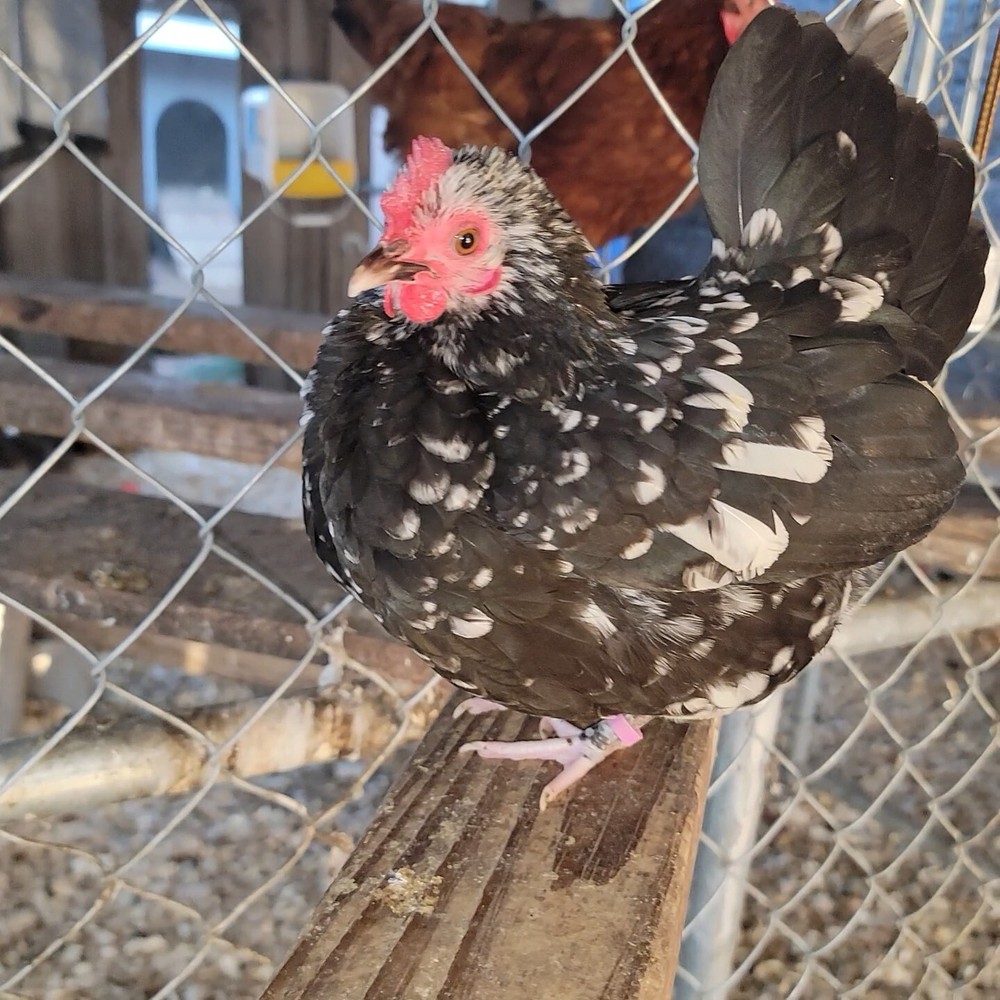 24+ Serama Bantam Hatching Eggs 4-H