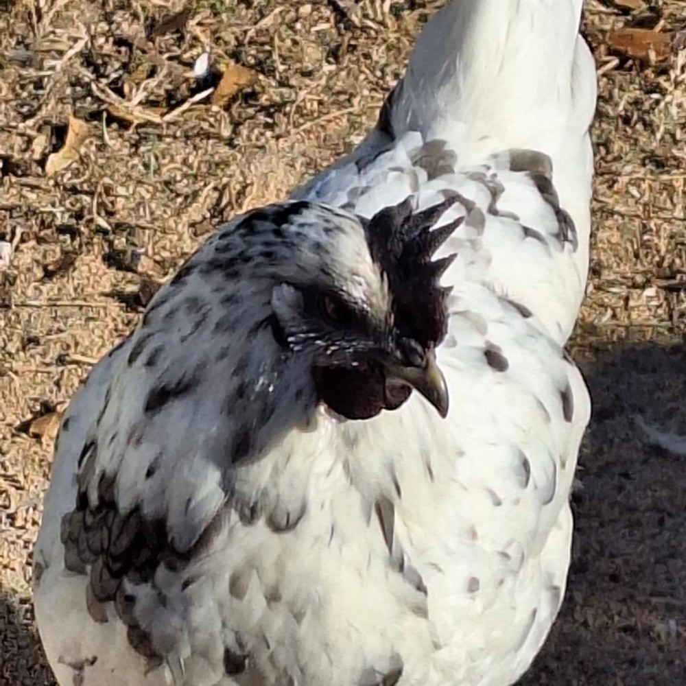 F2 Zombie Hatching Eggs (6) NPIP Certified