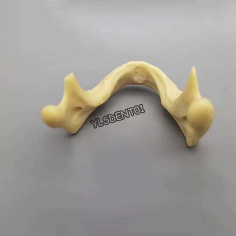 Mandible Dental Lower Jaw Teeth Anatomically Bone Surgical Training Model
