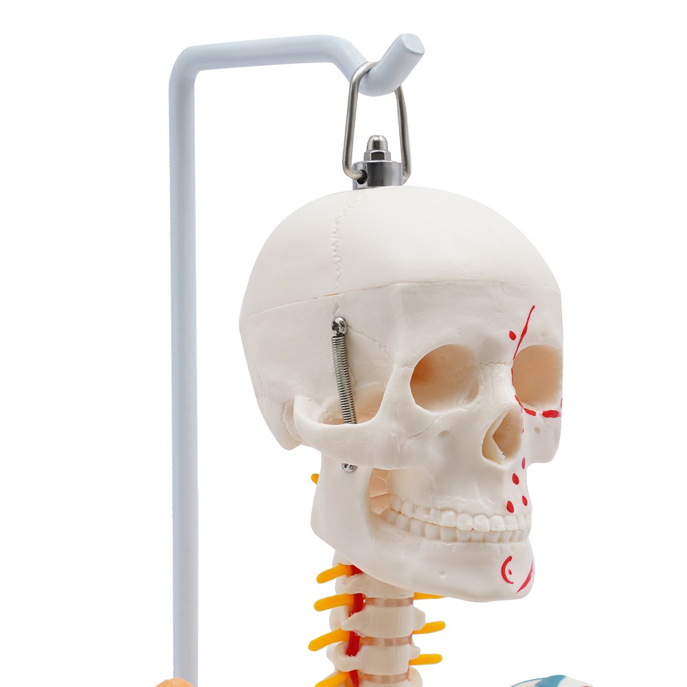 NEW 34" Modern Hanging Style Human Skeleton Model Includes Joint Ligaments White