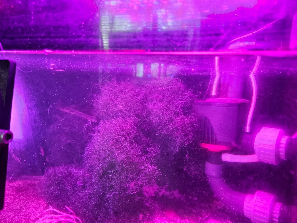 BULK 10 Cup Chaetomorpha Macro Algae Super Chaeto FEDEX 2 Days ! 4