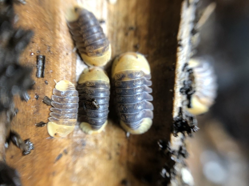 10+ Rubber Ducky Isopods