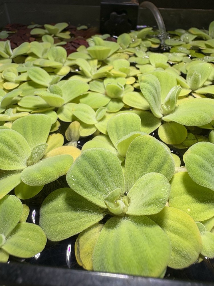 Dwarf Water Lettuce Floating Aquarium Plant