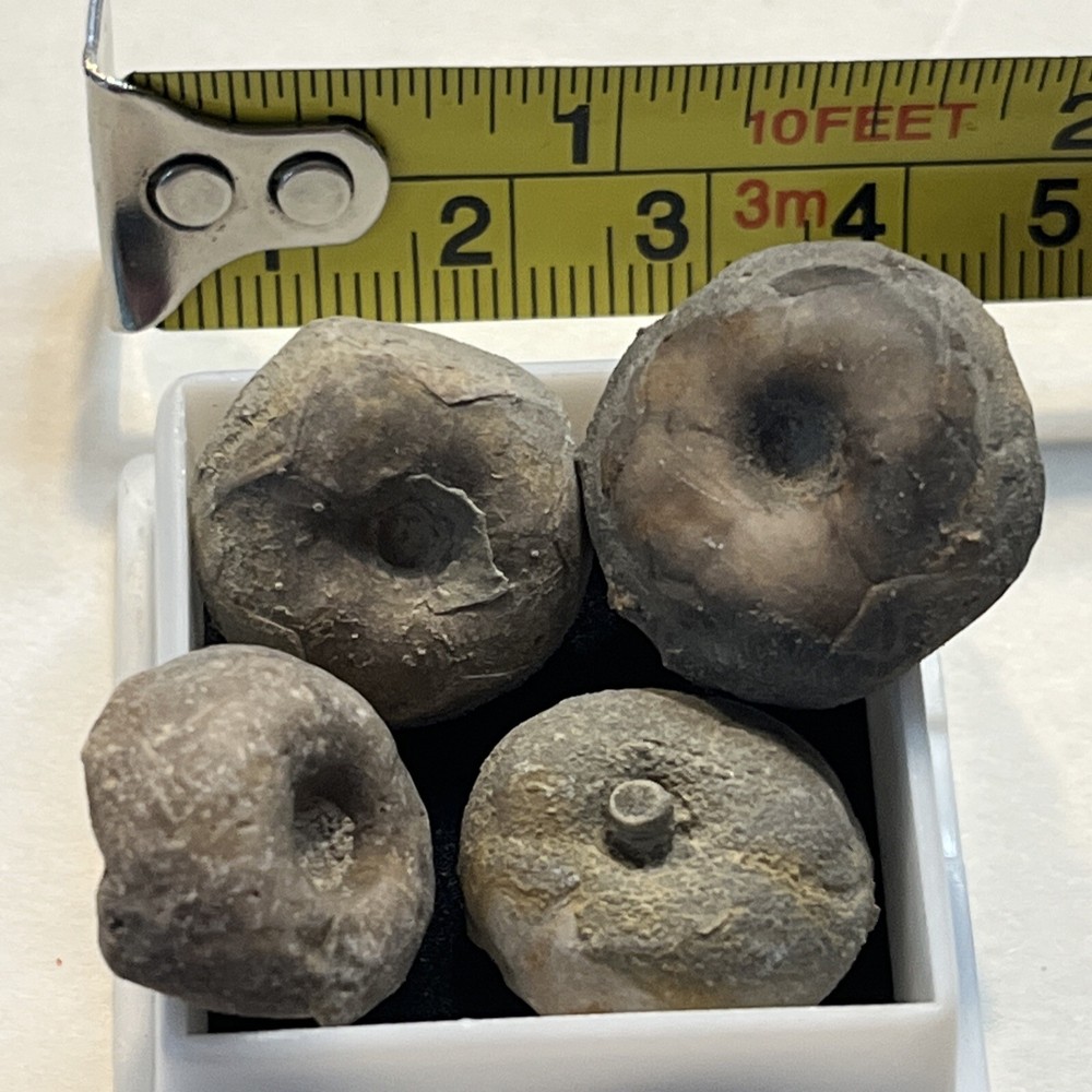 Crinoid Caps #18