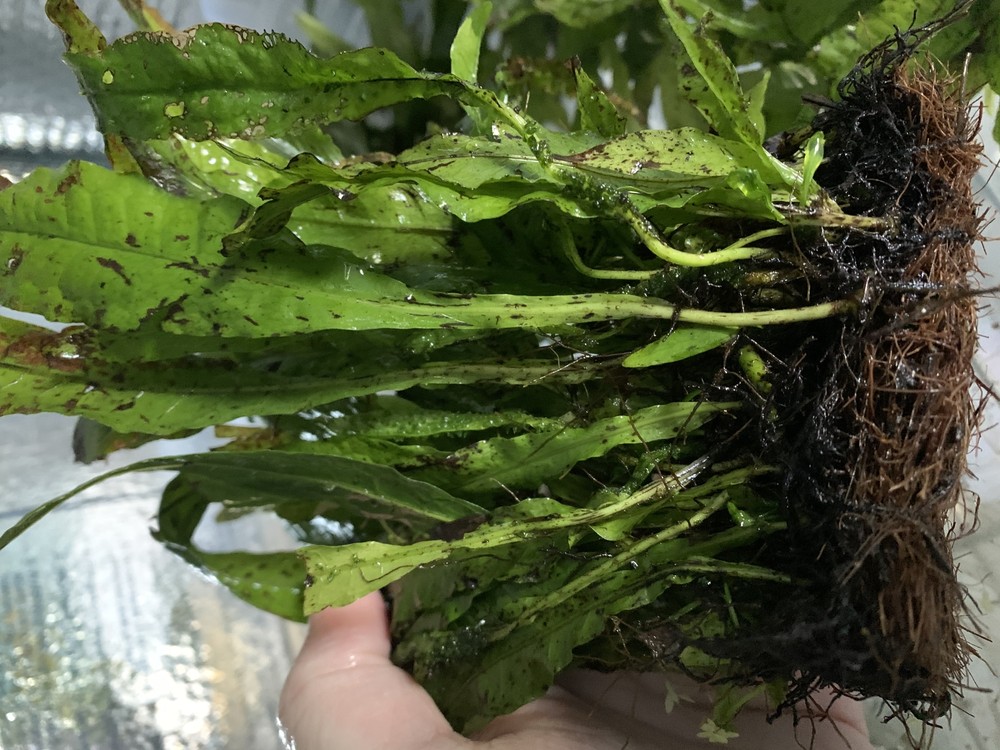 Java Fern Microsorum Pteropus Bare Root
