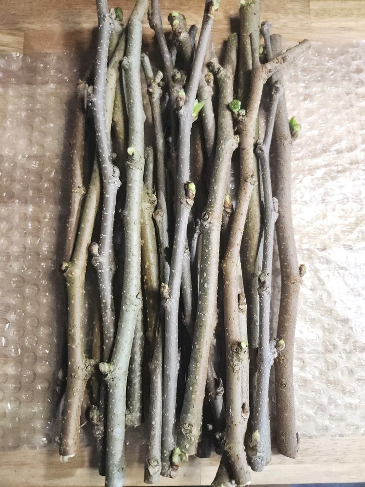 MULBERRY Tree Cuttings FRESH For Plant Proagation