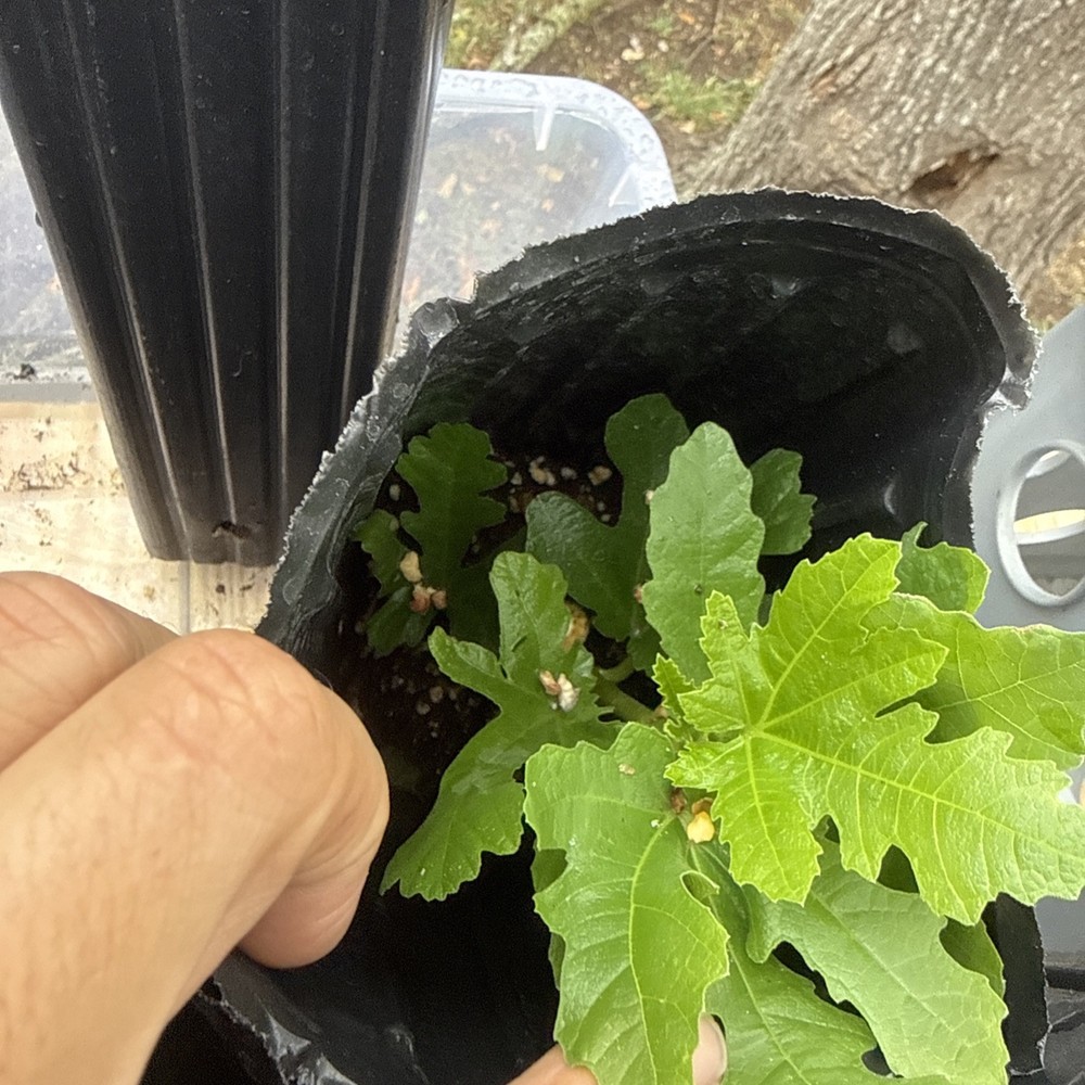 Italian Black young Fig Tree 🌲