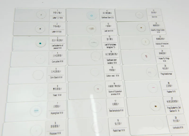 30PC Prepared Biological Basic Tissues Science Cover Slips Microscope Slides